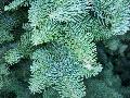 Noble Fir